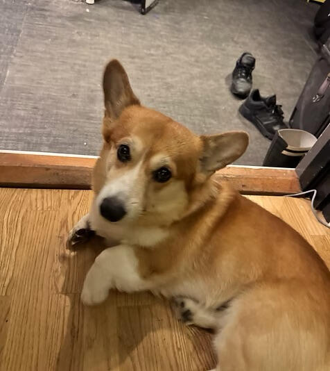 Sound dog